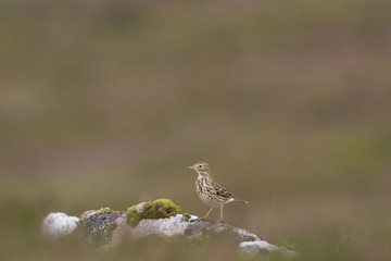 meadow pipit