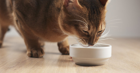 abyssinian cat eating meat from bowl on table