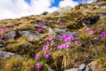 Obraz premium Mountain pink flowers, Primula Minima