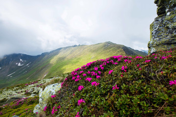 Mountain chain landscape with pink Rhododendron flowers