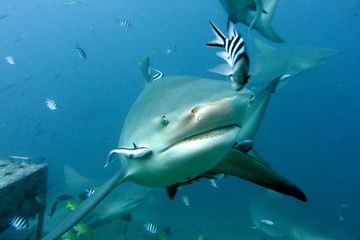 Obraz na płótnie Canvas Bull shark