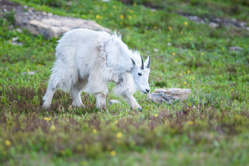 Mountain Goat