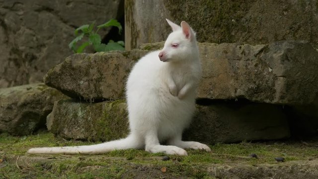 Albino red-necked wallaby - ungraded footage
