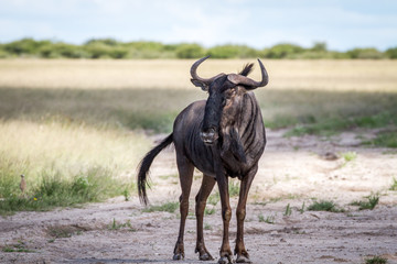 Blue wildebeest standing in the sand.