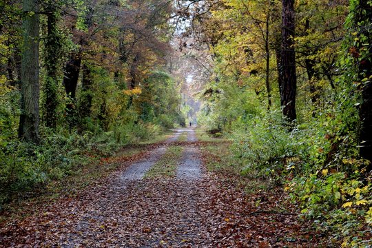 Herbst Rheininsel Ketsch