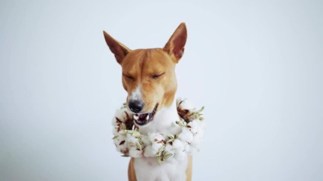 Funny and amusing basenji breed puppy wearing wedding party or christmas decoration wreath made by designer florist with cotton flowers and dry brunches