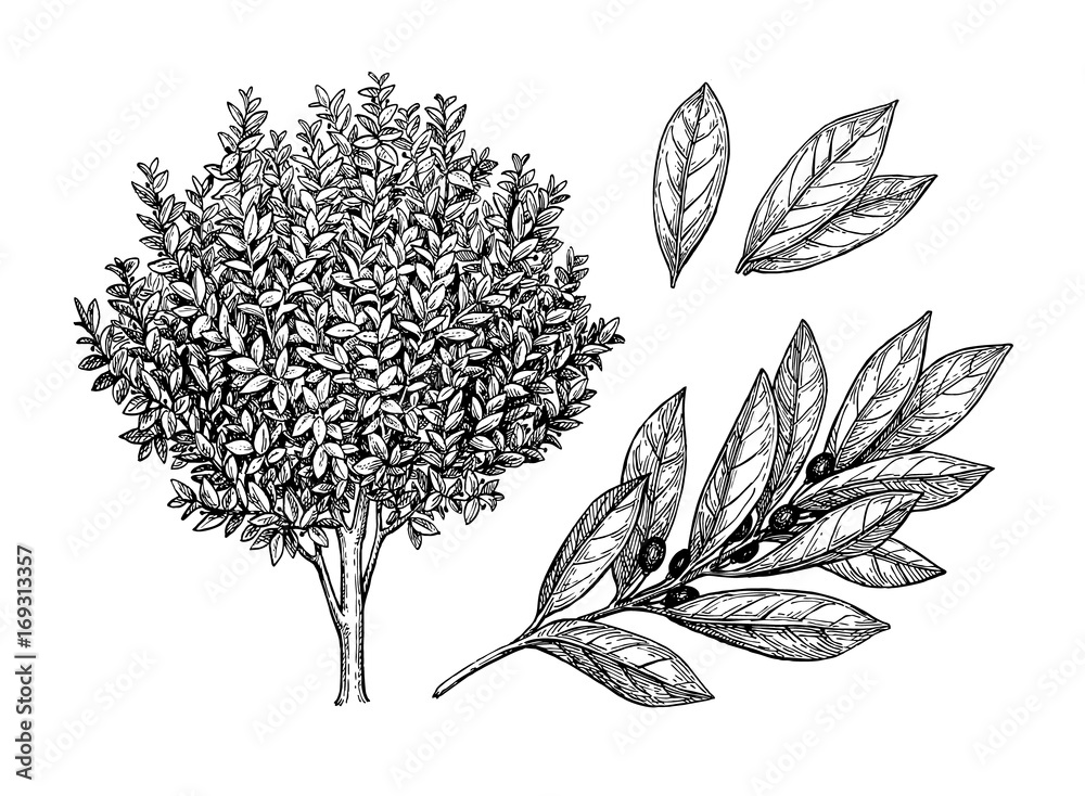 Canvas Prints bay laurel tree, branch and leaves.