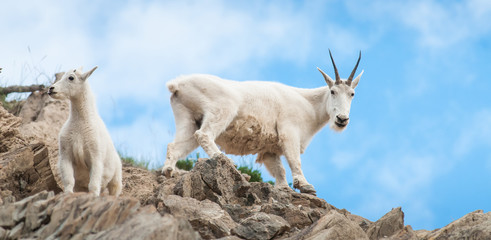 Mountain Goat