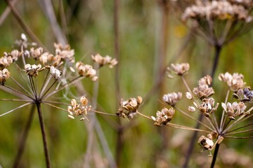 The abstraction from dry plants is created by nature on a clearing in the forest