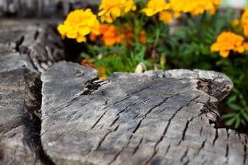 Orange flowers growing in the stump of a long felled tree