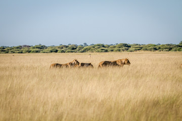 Pride of Lions in the high grass.