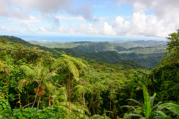 Fototapeta na wymiar Panoramic view to El Yunque national forest in Puerto Rico