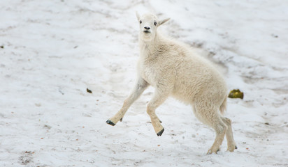 Mountain Goat