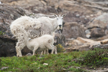 Fototapeta premium Mountain Goat