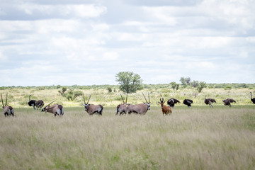 Gemsbok, Ostriches, Red Hartebeest in the grass