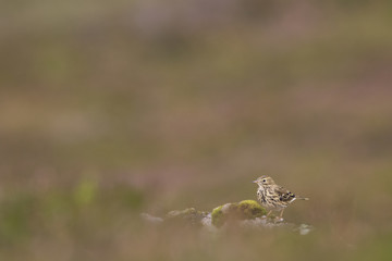 meadow pipit