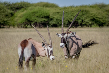 Two Gemsbok bonding in the high grass.
