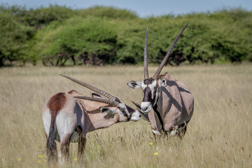 Two Gemsbok bonding in the high grass.