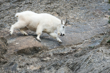 Mountain Goat