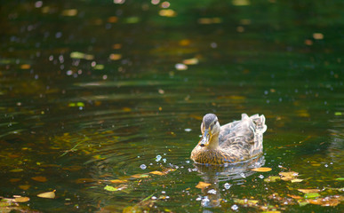 duck smimming on the lake