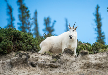 Mountain Goat