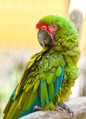 Green macaw at zoo