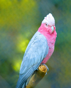 Beautiful pink parrot photo