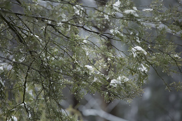 Snow on Trees and Roads in Mountains
