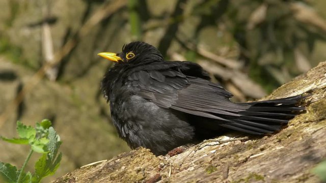 Common blackbird (Turdus merula) sunbathing - ungraded footage