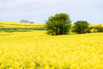 Hawthorn trees in a field of rape with their yellow flowers in a field.