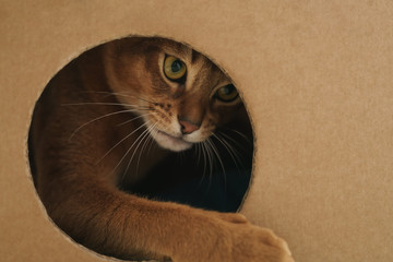 young abyssinian cat playing inside cardboard house from box