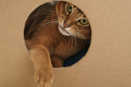 Young Abyssinian Cat Playing Inside Cardboard House From Box