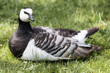 Weißwangengans Nonnengans (Branta leucopsis)