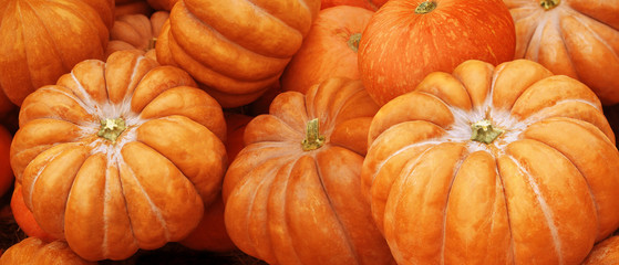 Pumpkins. Autumn harvest background