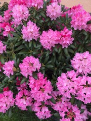 Richly flowering rhododendron in the garden
