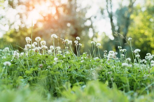 Fototapeta meadow full of clover flowers