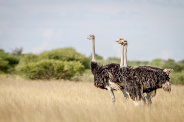 Three Ostriches standing in high grass.