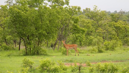 Deer with a broken horn standing alone in the Selous Game Reserve, Tanzania