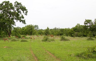 Group of deer in Selous Game Reserve, Tanzania