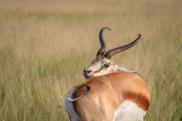 Springbok scratching itself in the grass.