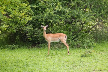 Deer standing alone in the Selous Game Reserve, Tanzania