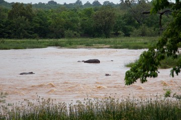 Group of hippopotamus in a river at the Selous Game Reserve, Tanzania