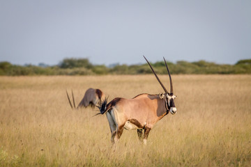 Gemsbok standing in the grass.