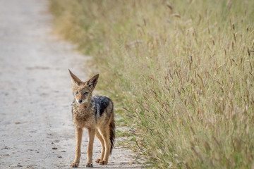 Fototapeta na wymiar Black-backed jackal standing on the road.