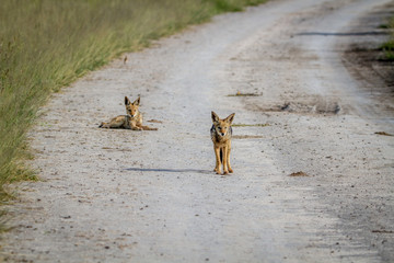 Two Black-backed jackals on the road.