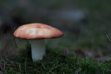 mushroom growing in the forest