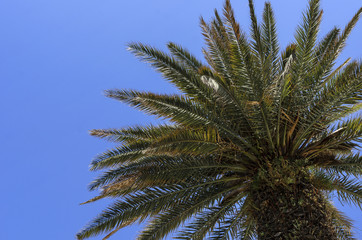 Obraz na płótnie Canvas Palm against the sky.