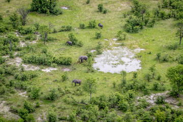 Aerial view of a herd of Elephants.