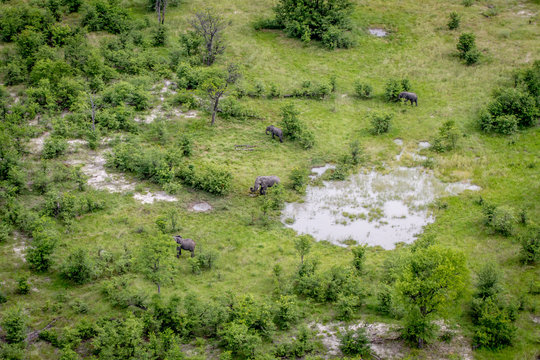 Aerial View Of A Herd Of Elephants.