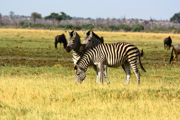 Zebra 